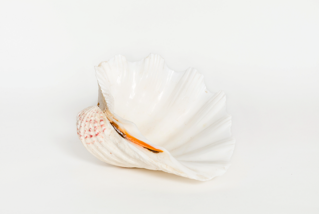 Shell